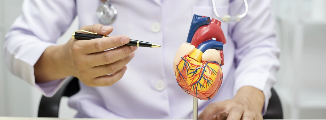 Doctor pointing to a heart model, illustrating the heart health benefits of quitting smoking during recovery
