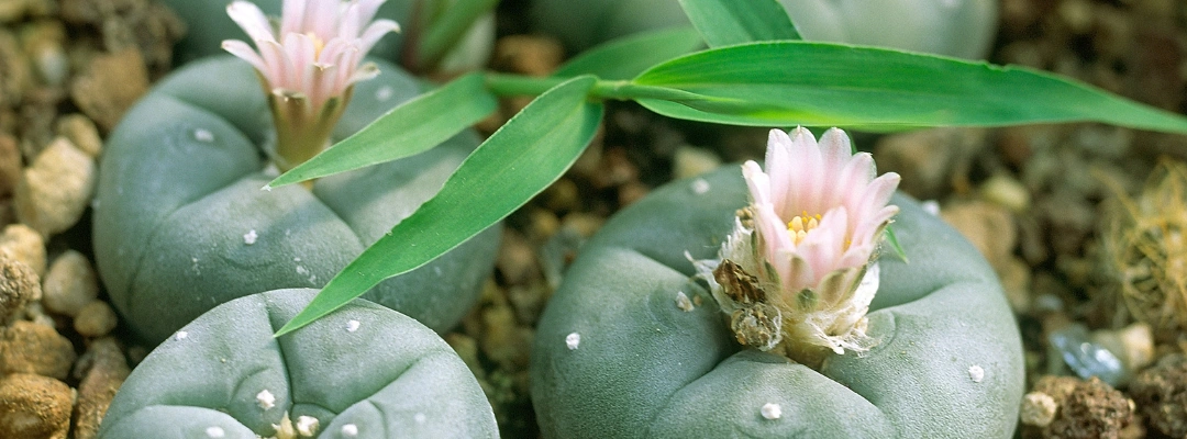 Image of Peyote cactus in the Arizona desert representing its restricted legal status and ceremonial use under Native American religious laws